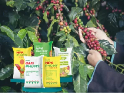 NPK Phú mỹ với cây cà phê Tây Nguyên