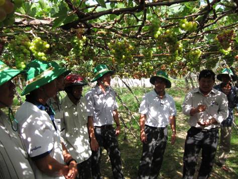 PVFCCo summarizes field performance testing of Phu My NPK on vines at Ninh Thuan Province