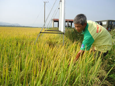 MÔ HÌNH THỬ NGHIỆM CÁNH ĐỒNG MẪU SỬ DỤNG ĐẠM PHÚ MỸ: Sẽ được nhân rộng trong vụ Hè Thu