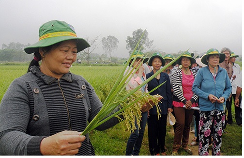 Hiệu quả từ mô hình thâm canh lúa sử dụng phân Đạm Phú Mỹ