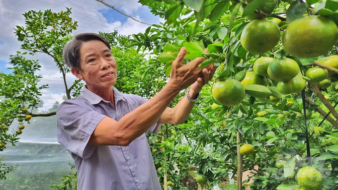 Using scientific fertilizers to revive the ‘kingdom of Pink tangerines’