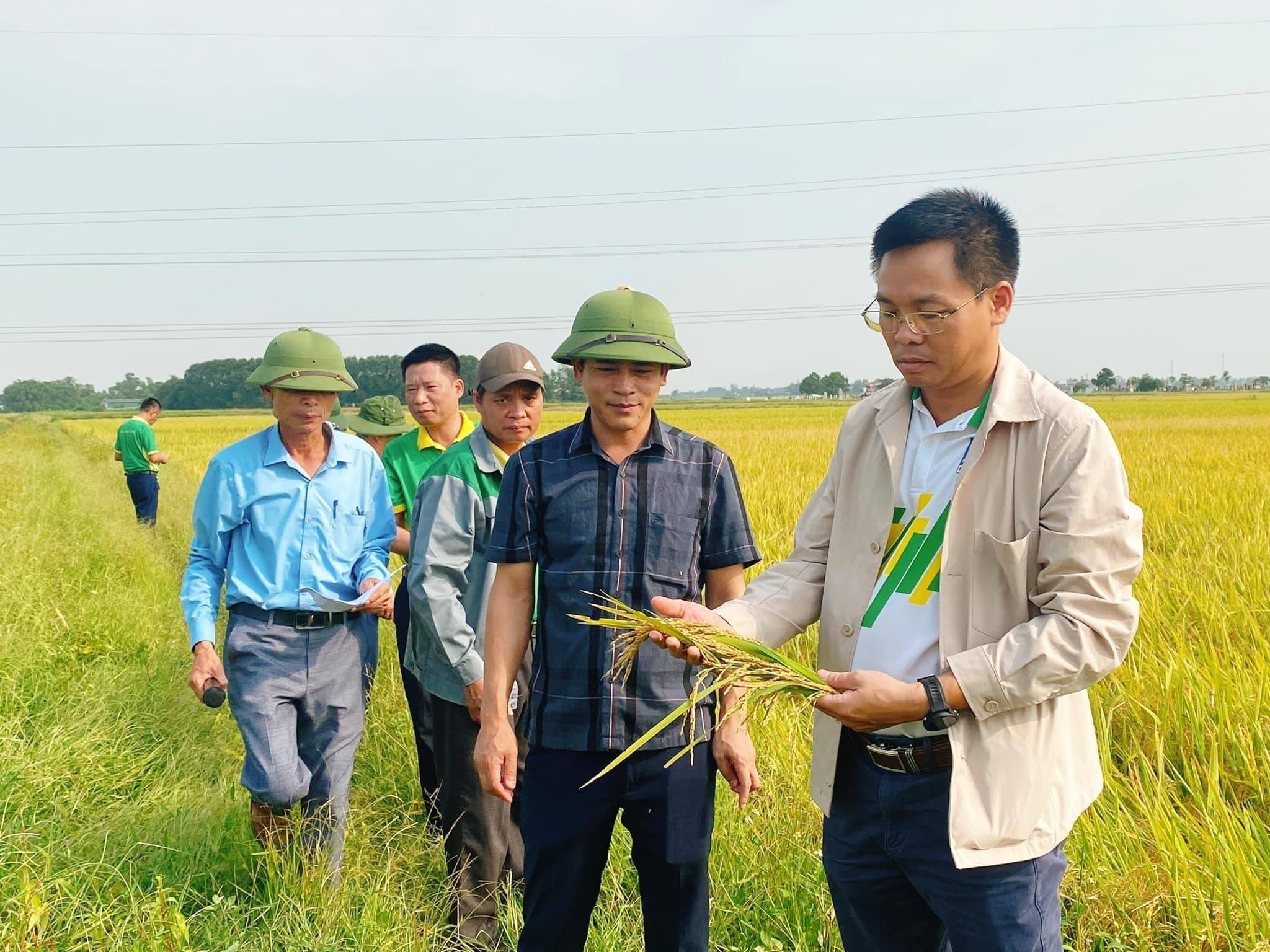 Tổng kết Mô hình cánh đồng mẫu lớn sản xuất lúa chất lượng cao sử dụng phân bón NPK Phú Mỹ trong vụ Xuân năm 2023