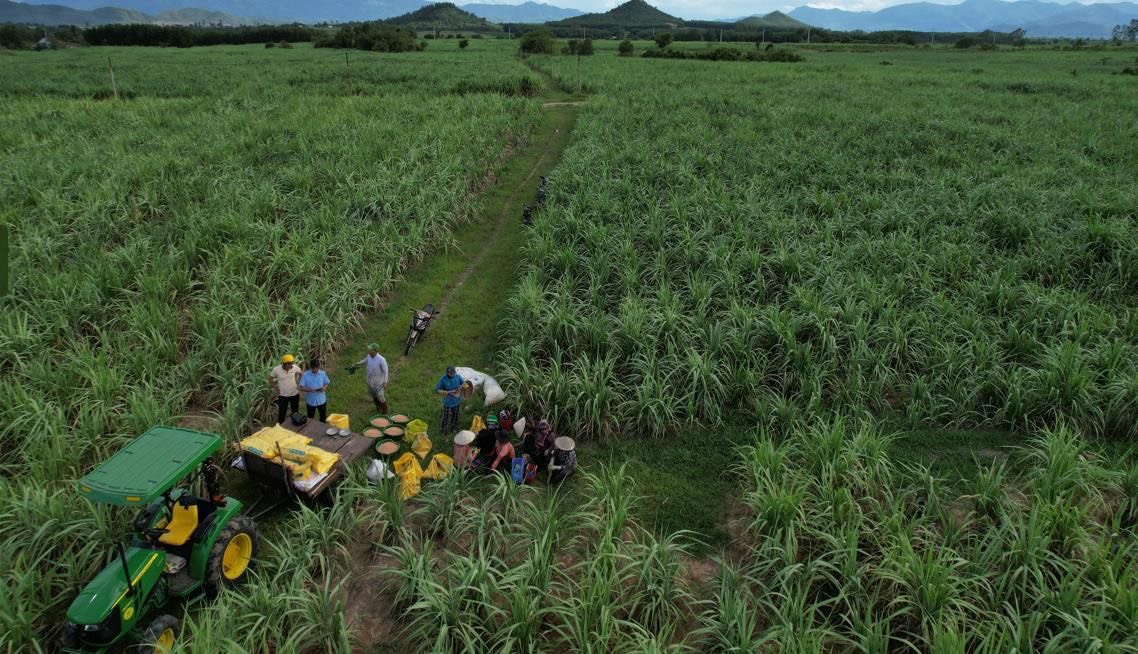 Phú Mỹ NPK: Enriching Soil, Improve Sugarcane qualities