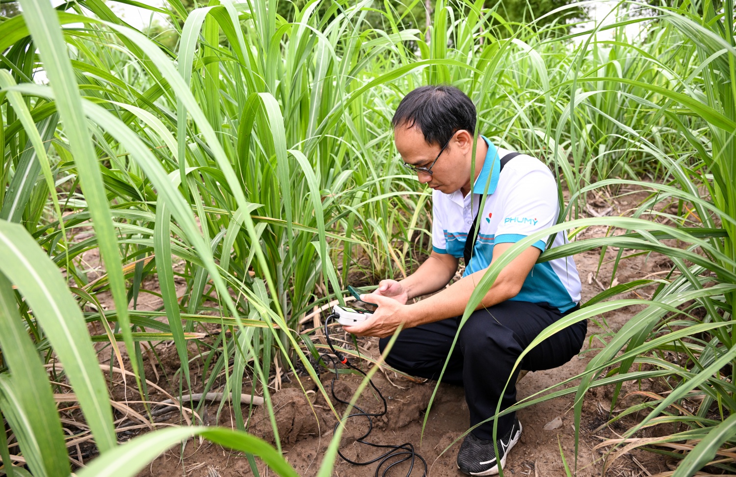 Phu My - AgriS Attapeu: A Green Journey Elevating Southern Lao Sugarcane to New Heights
