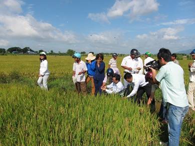 PVFCCo tổng kết mô hình trình diễn sử dụng phân bón hiệu quả Đạm Phú Mỹ trên cây lúa tại tỉnh Bình Thuận