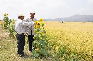 Nông nghiệp sinh thái: Ruộng lúa,bờ hoa