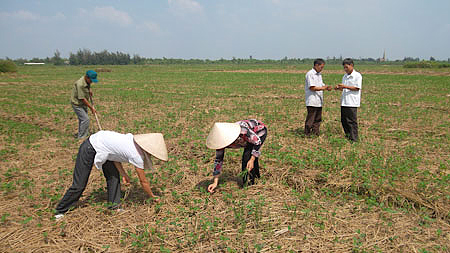 Nam Định: Nghĩa Minh xây dựng cánh đồng mẫu lớn