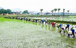 Đủ nước tưới cho 633.000 ha lúa Xuân 2013