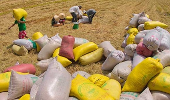 Hơn 7.600 tỷ đồng cho vay mua tạm trữ lúa, gạo