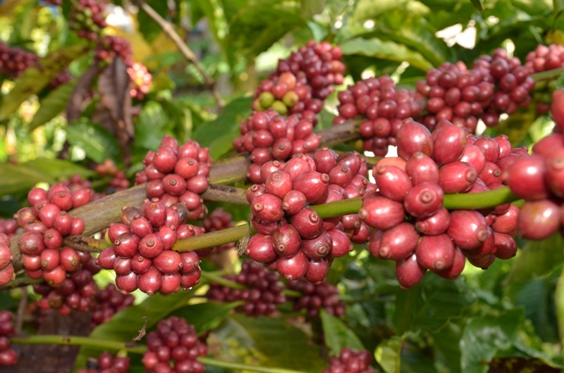 PVFCCo Central tổ chức chuỗi hội thảo cuối vụ mô hình trình diễn hiệu quả phân bón Phú Mỹ trên cây Cà phê
