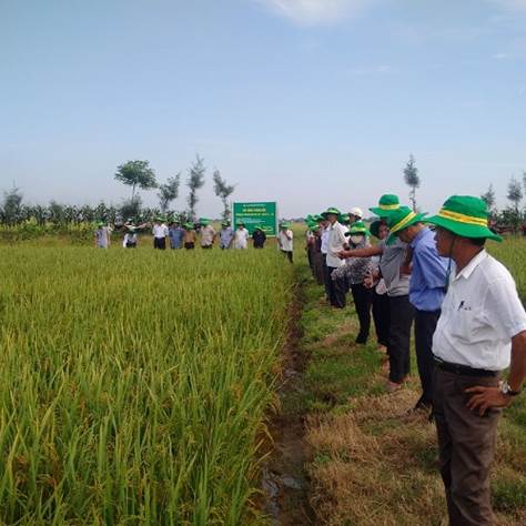 Rice in the Spring Crop 2016  yields high output thanks to Phu My Fertilizers